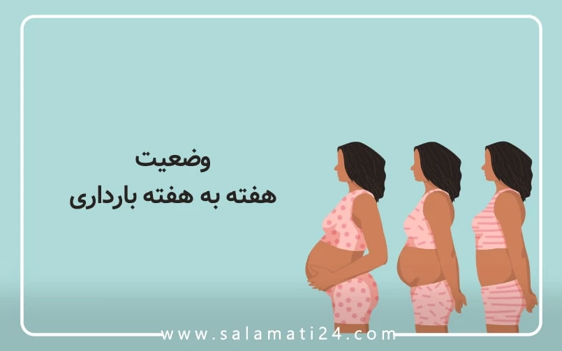 وضعیت هفته به هفته بارداری