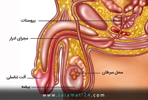 بیضه چیست