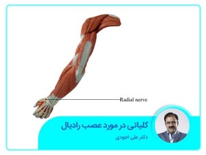 معلومات عامة عن العصب الكعبري