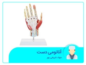 آناتومی دست