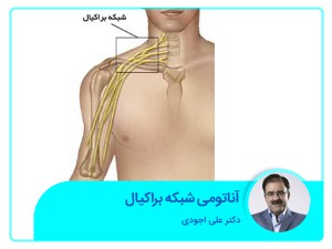 تشريح الضفيرة العضدية