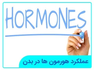 عملکرد هورمون ها در بدن