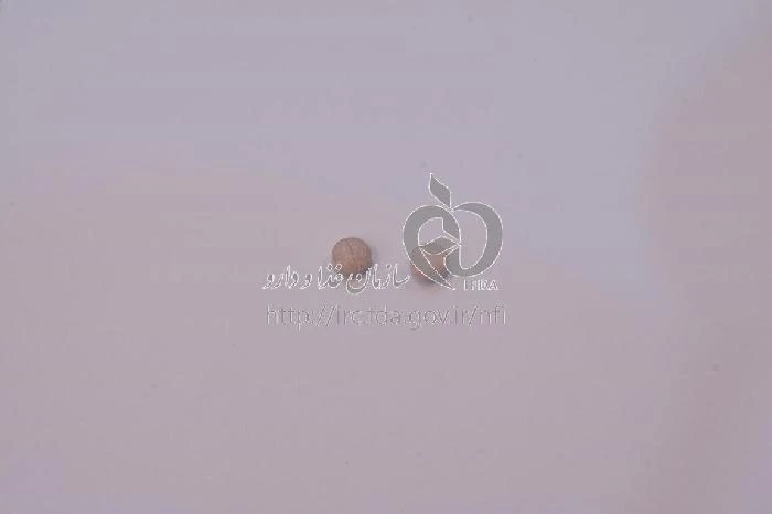 ونابید